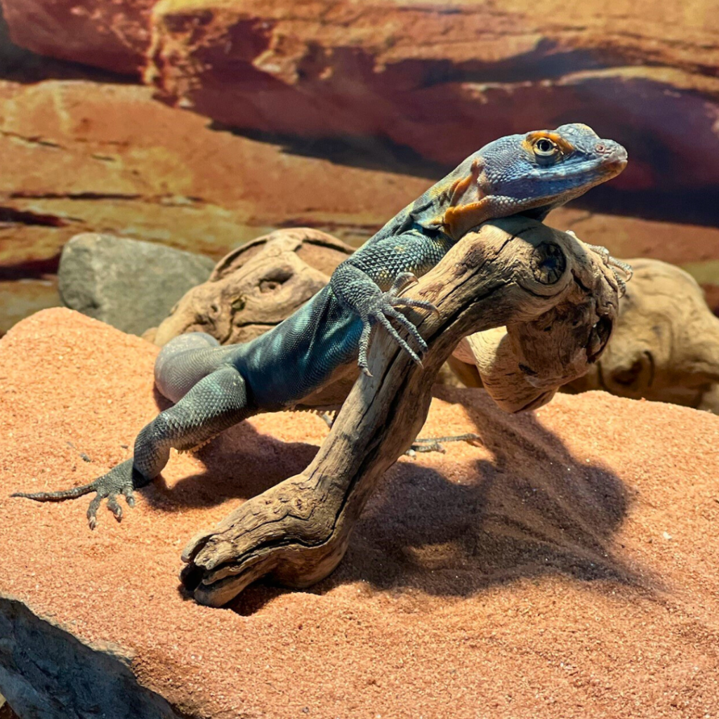 Baja Blue Rock Lizard