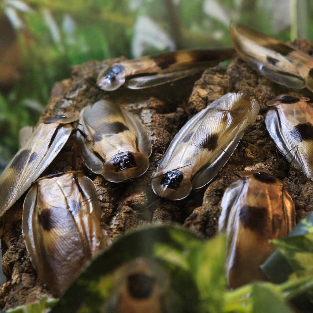Caribbean Giant Cockroach
