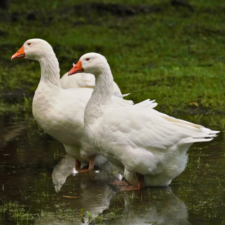 Our Animals – Bergen County, NJ – Official Website