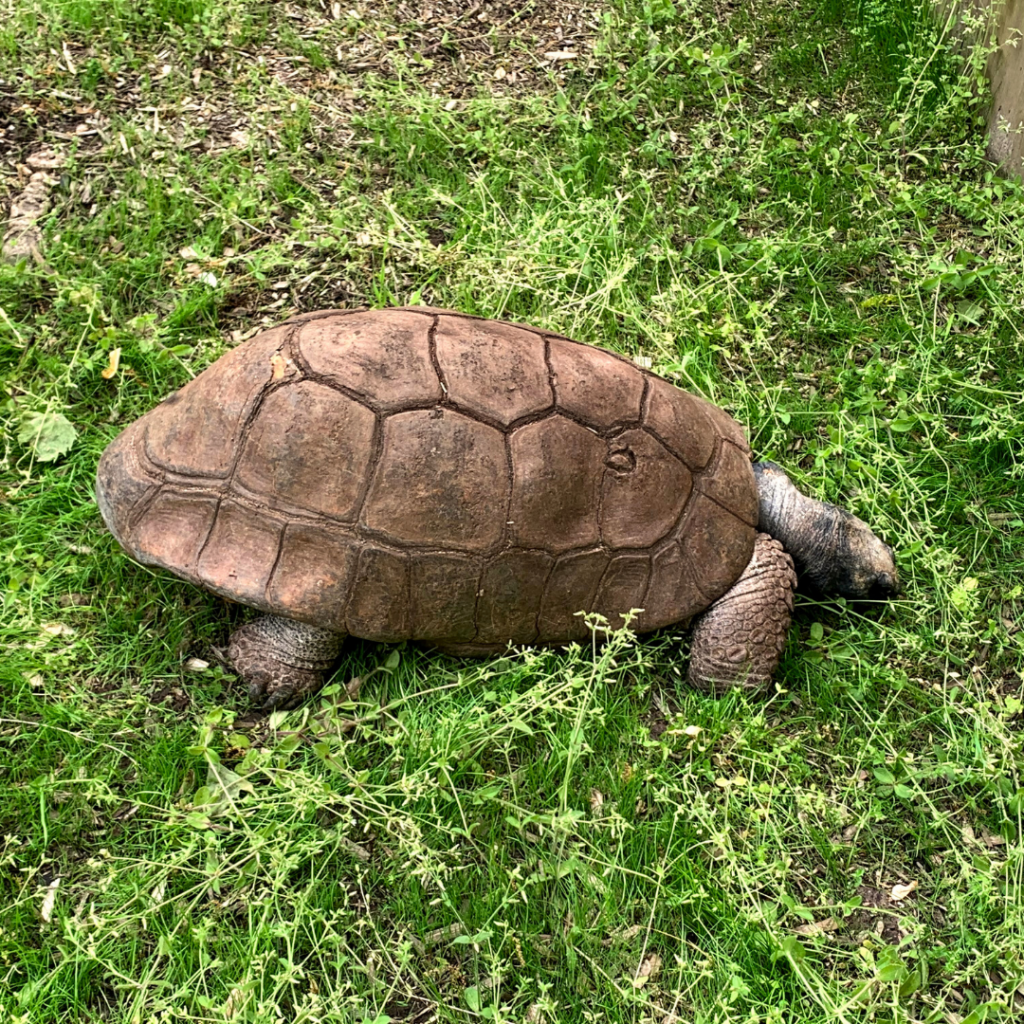 Yellow-footed Tortoise