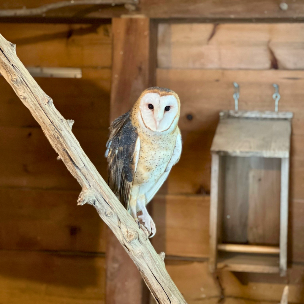 Barn Owl