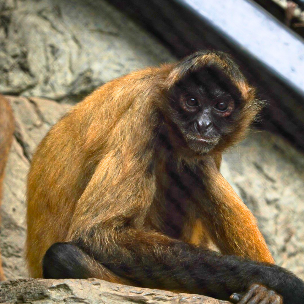 Black-handed Spider Monkey