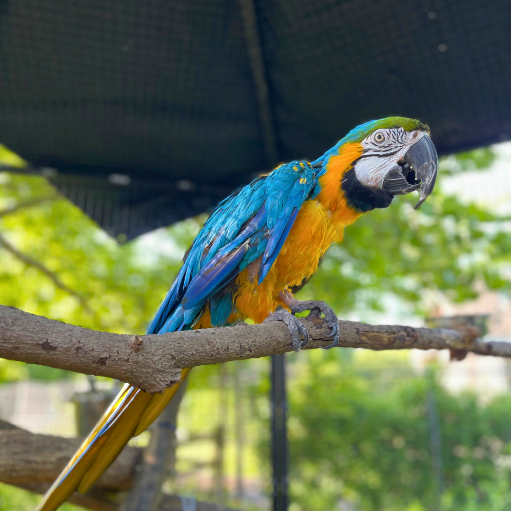 Blue-and-yellow Macaw