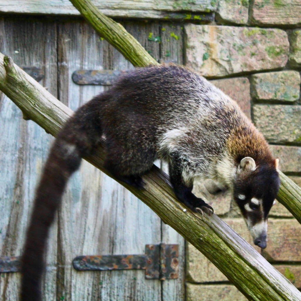White-nosed Coati - Bergen County Zoo